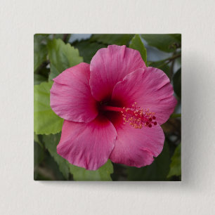 Badge Carré 5 Cm États-Unis, Hawaï, Oahu. L'Hibiscus est le 2