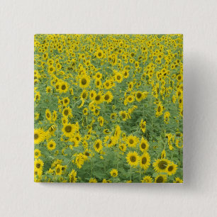 Badge Carré 5 Cm États-Unis, Kentucky, Motif du comté de Fayette 