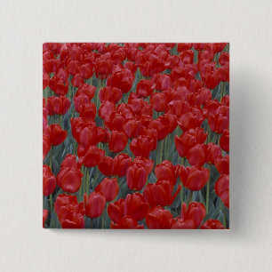 Badge Carré 5 Cm États-Unis, Ohio, Cincinnati. Parterre de tulipes