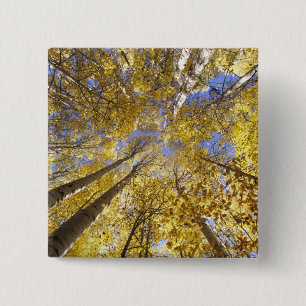 Badge Carré 5 Cm États-Unis, Pacifique Nord-Ouest. Aspen en automn