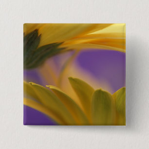 Badge Carré 5 Cm États-Unis, Pennsylvanie. Gerbera jaunes, gros pla
