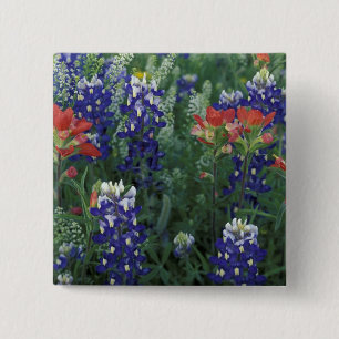 Badge Carré 5 Cm États-Unis, Texas Hill Country. Bleuets et
