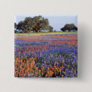 Badge Carré 5 Cm États-Unis, Texas, Llano. Bluebonnets et redbonne