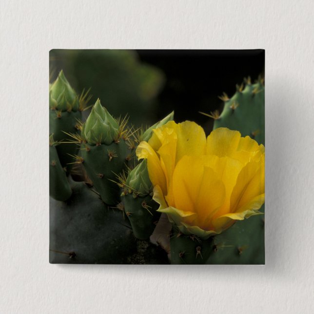 Badge Carré 5 Cm États-Unis, Texas, Prickly Pear Cactus en fleurs. (Devant)
