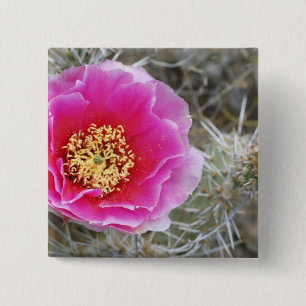 Badge Carré 5 Cm États-Unis, Utah, Canyonlands NP, Figue de Barbari
