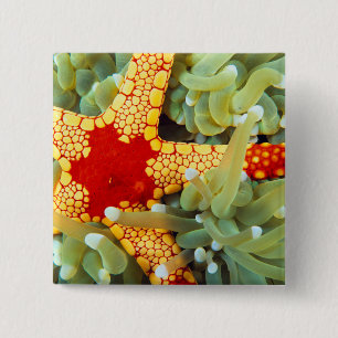 Badge Carré 5 Cm Étoile de mer rouge et jaune