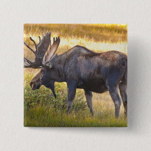 Badge Carré 5 Cm ÉUA, Colorado, Cameron Pass. Orignal mâle