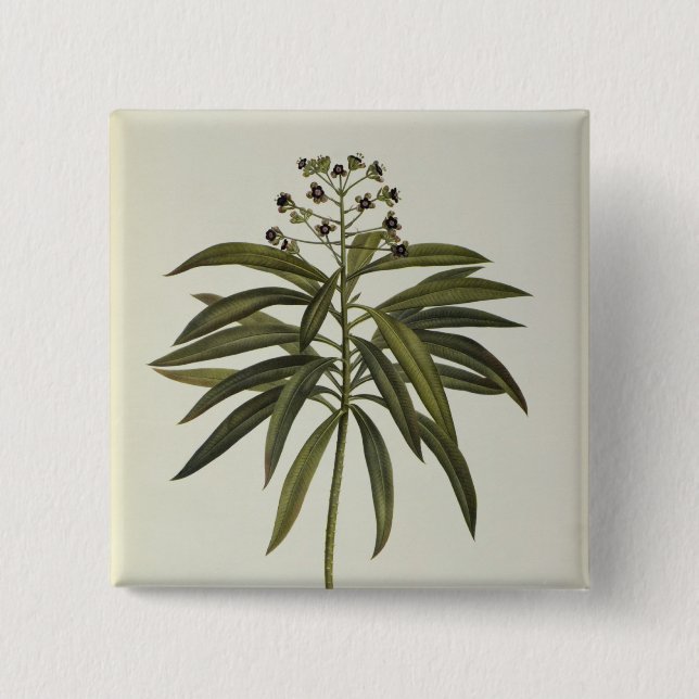 Badge Carré 5 Cm Euphorbe Mellifera (Devant)