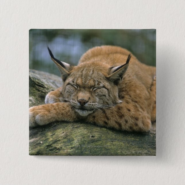 Badge Carré 5 Cm Europ �_ischer Luchs, Eurasischer Luchs (Lynx) (Devant)