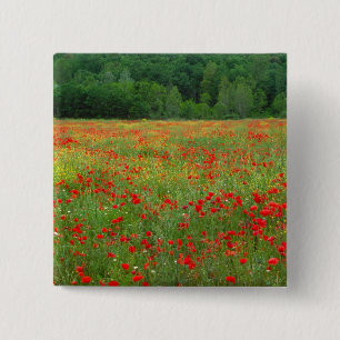 Badge Carré 5 Cm Europe, Italie, Toscane, coquelicots rouges dans l