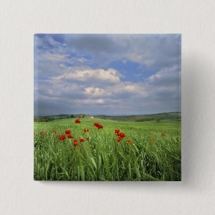 Badge Carré 5 Cm Europe, Toscane, Poggiolo. Les coquelicots rouges 