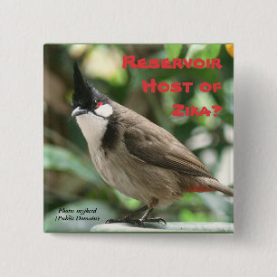 Badge Carré 5 Cm Examinez les Bulbuls Rouge-Barbus par RoseWrites