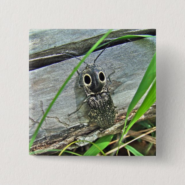 Badge Carré 5 Cm Eyed Elater Click Beetle - Alaus oculatus (Devant)