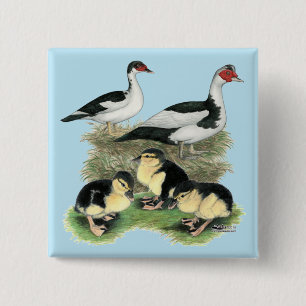 Badge Carré 5 Cm Famille de canards Muscovy à pieds noirs