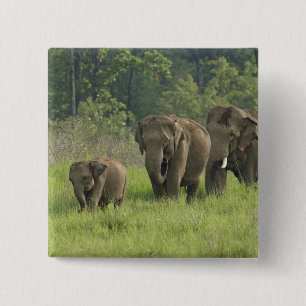Badge Carré 5 Cm Famille d'éléphants indiens
