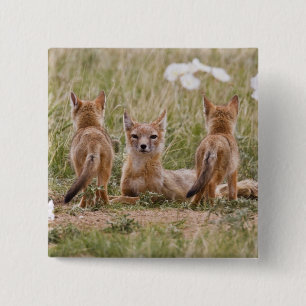 Badge Carré 5 Cm Femelle du renard véloce (Vulpes velox) jeune à