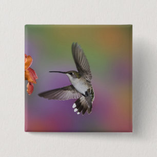 Badge Carré 5 Cm Femme Ruby Throated Hummingbird en vol