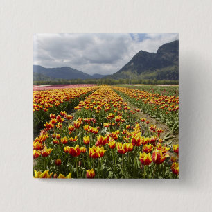Badge Carré 5 Cm Ferme de tulipes près d'Agassiz, Colombie-Britanni