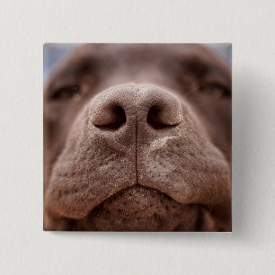 Badge Carré 5 Cm Fermeture du nez du Labrador au chocolat