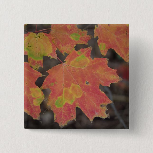 Badge Carré 5 Cm Feuilles d'automne (Devant)