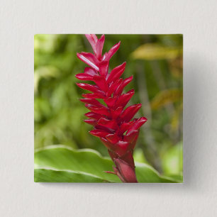 Badge Carré 5 Cm Fidji, île de Viti Levu. Fleur.