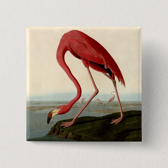 Badge Carré 5 Cm Flamant rose américain d'Audubon (Devant)