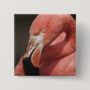 Badge Carré 5 Cm Flamant rose chilien, Phoenicopterus chilensis