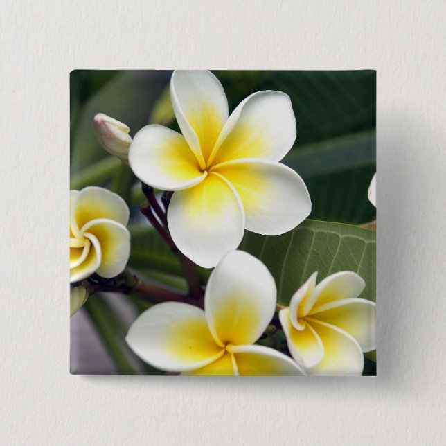 Badge Carré 5 Cm Fleur de frangipanier Îles Cook (Devant)