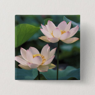 Badge Carré 5 Cm Fleur de Lotus en fleurs, Chine