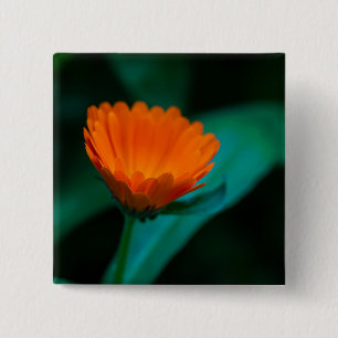 Badge Carré 5 Cm Fleur de marguerite orange