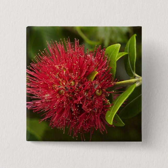 Badge Carré 5 Cm Fleur de Pohutukawa, Dunedin (Devant)