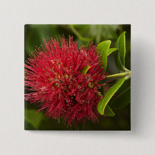 Badge Carré 5 Cm Fleur Pohutukawa, Dunedin