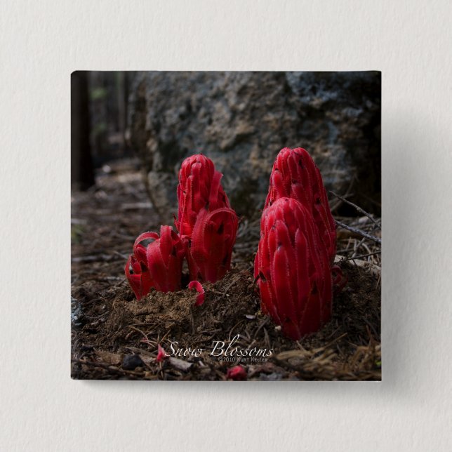 Badge Carré 5 Cm Fleurs de neige (Devant)