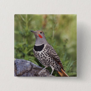 Badge Carré 5 Cm Flicker du Nord, ColMatiauratus, Red shafted