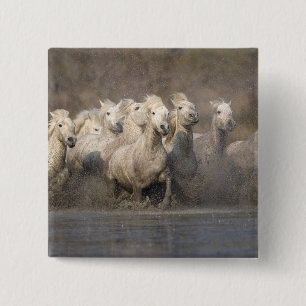 Badge Carré 5 Cm France, Provence. Chevaux Camargue blancs courant