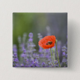 Badge Carré 5 Cm France, Provence. Coquelicot solitaire dans un cha