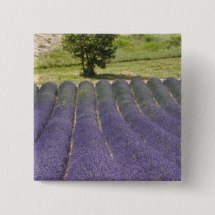 Badge Carré 5 Cm France, Provence. Rangées de lavande en fleurs.