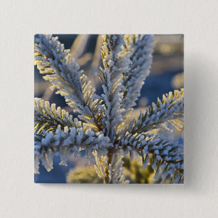 Badge Carré 5 Cm Froid sur l'arbre à feuillage persistant, Homer, 