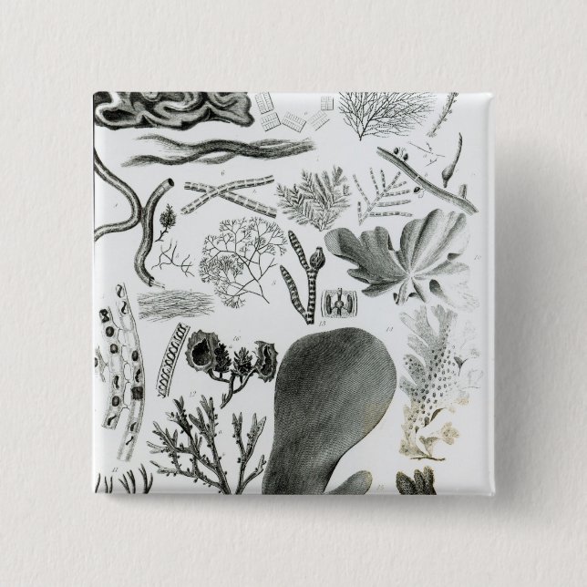 Badge Carré 5 Cm Fucus de Conferra (Devant)