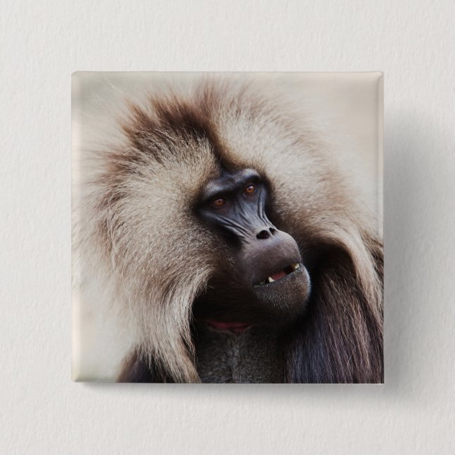 Badge Carré 5 Cm Gelada Baboon, Éthiopie (Devant)