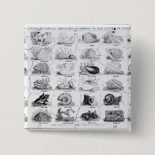 Badge Carré 5 Cm Genres de puzzle de coquilles, pub. par W. Edwards
