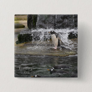 Badge Carré 5 Cm Gentoo Penguin & Friends Edinburgh Zoo Scotland Po