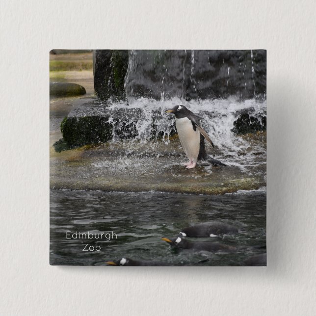 Badge Carré 5 Cm Gentoo Penguin & Friends Edinburgh Zoo Scotland Po (Devant)
