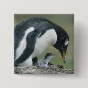Badge Carré 5 Cm Gentoo Penuin, (Pygoscelis papua), Falkland