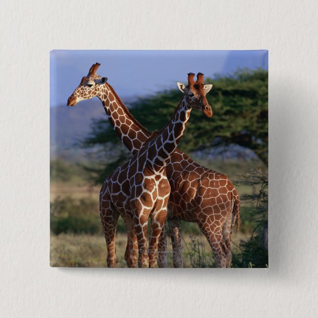 Badge Carré 5 Cm Girafes majestueuses (Devant)