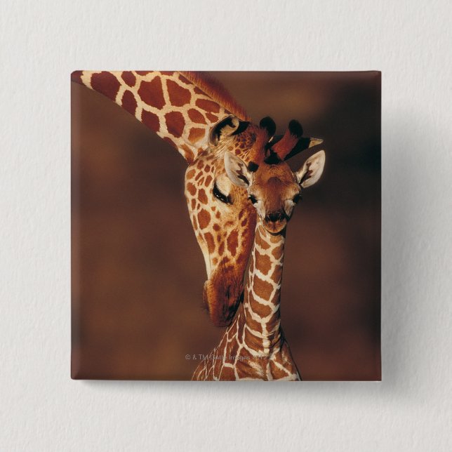 Badge Carré 5 Cm Giraffe adulte avec veau (Giraffa camelopardalis) (Devant)