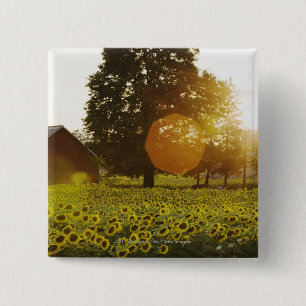 Badge Carré 5 Cm Gisement de tournesol au coucher du soleil avec