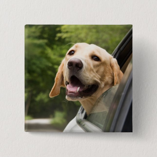 Badge Carré 5 Cm Golden Labrador En Réarview Mirror (Devant)