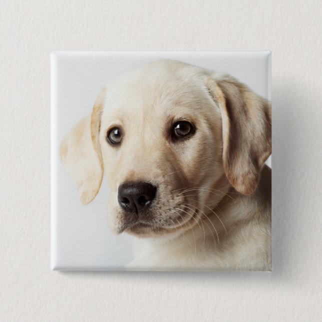 Badge Carré 5 Cm Golden Labrador Puppy Closeup (Devant)