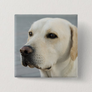Badge Carré 5 Cm Golden Labrador Retriever Photographie